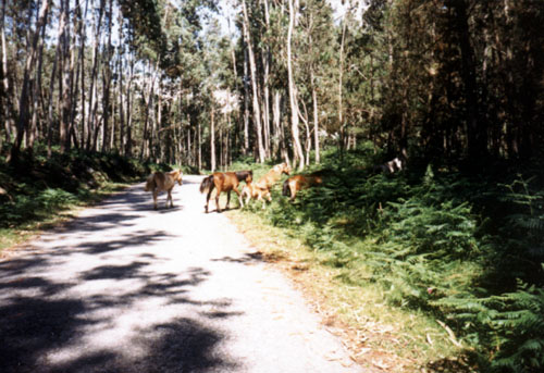 wildpferde
