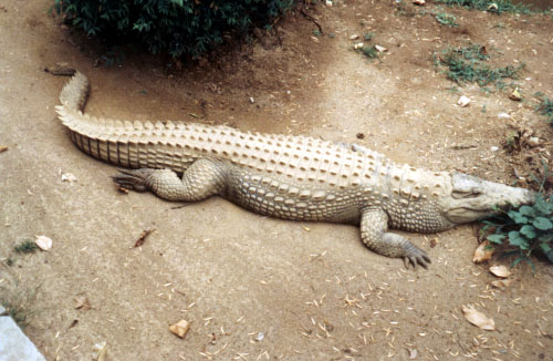alligator