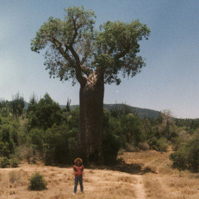 baobab