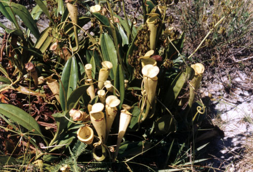 fleischfress