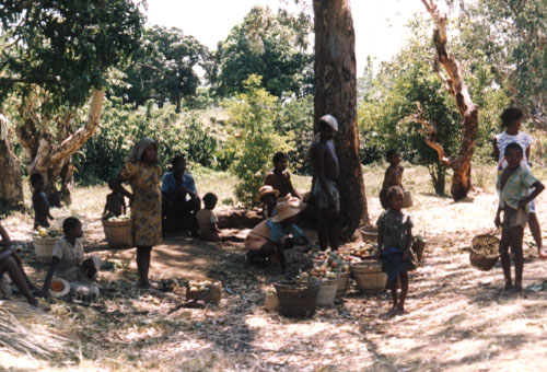 mangos