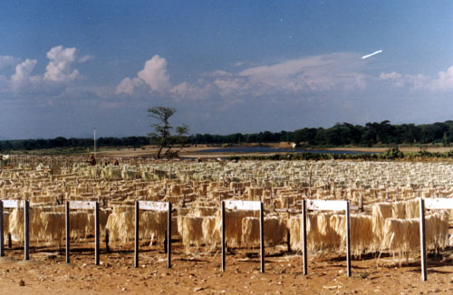 sisal