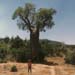 baobab