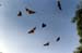 flyingdog